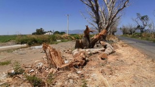 Kuruyan kavak ağaçları endişelendirdi