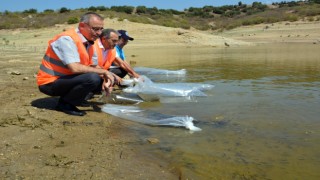 741 bin sazan suyla buluştu