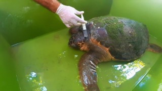 Yaralı deniz kaplumbağasına EKODOSD’dan yardım eli
