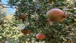 Nar ekşisi sezonu başladı