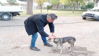 Nazilli’de havuza düşen sokak köpeğini belediye ekipleri kurtardı