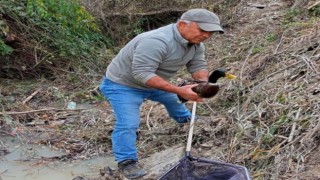 Dere kenarında kanatları kesilmiş halde bulundu