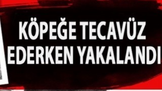 Köpeğe tecavüz eden sapık polisten kaçamadı