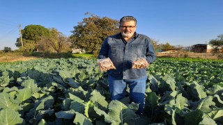 Lahana ve marul yaprakları inovasyon ile sokak hayvanlarına yem olacak