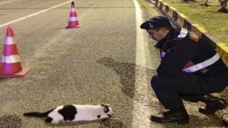 Yol kenarında yaralı halde bulunan hayvanlara jandarma şefkati
