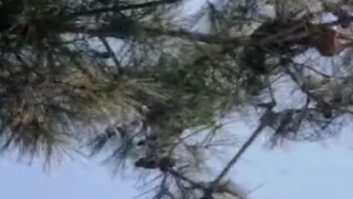 9 gündür ağaçta mahsurdu Kuşadası Belediyesi kurtardı 