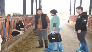 Aydın'da düve sayısı bu proje ile artacak