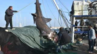 Ege'de ağlara 2 tonluk köpekbalığı takıldı