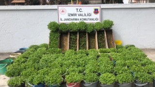 Saksı ve arı kovanlarına ekilenler şok etti