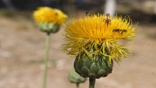 Bu çiçeği koparan yandı