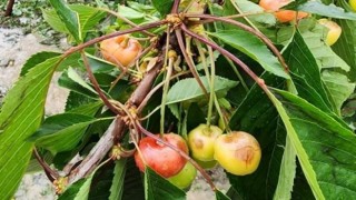 Dolu zararı kiraz üreticisinin belini büktü