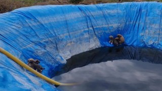 Havuza düşen yavru köpekleri, Aydın itfaiyesi kurtardı