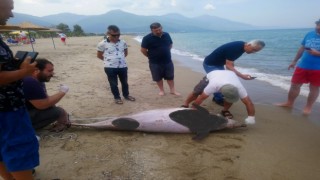 İki yunus karaya vurdu