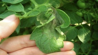 Aydın Tarım ve Orman Müdürlüğü domates üreticilerini uyardı