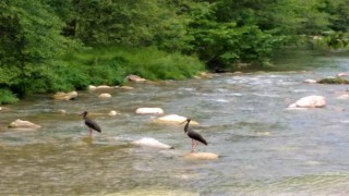 Doğada nadir görülen Karaleylekler dereyi mesken tuttu