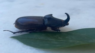 Dünyanın en güçlü böceği