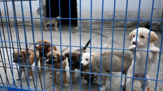 Kuşadası can dostlarına sahip çıkıyor 