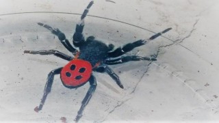 Kuşadası’nda zehirli örümcek görüldü