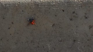 Zehirli uğur böceği örümceği yine görüldü 