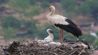 Elektrik telinden taşınan leylek yuvasındaki yavrular yumurtalardan çıktı