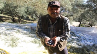 Zeytin değil altın topluyorlar