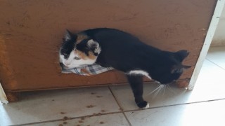 Yeşil Ege kooperatifinden örnek davranış