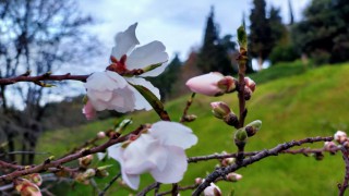 Baharın müjdecisi çiçek açtı