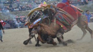 Nazilli’de deve güreşi festivali iptal