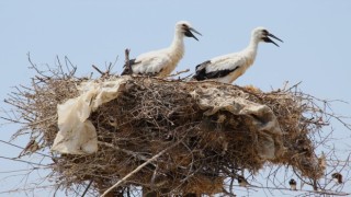 Leylekler peş peşe gelmeye başladı 