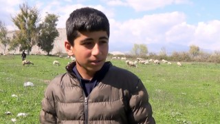 Genç çoban çok sevdiği koyunlardan ayrılamıyor