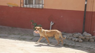 Kasabı uyutan anne köpek eti alıp gitti
