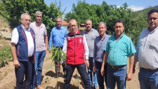 Aydın'dan 2023 yılında 2 bin 240 ton kestane yurtdışına ihraç edildi