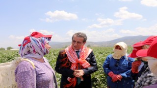 Başkan Yetişkin, enginar hasadına katıldı