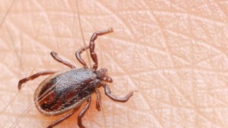 Cuma hutbesinde Kırım Kongo Kanamalı Ateş uyarısı