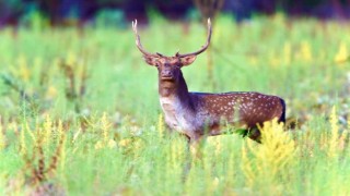 Milli Park'ta alageyiklerin sayısı 74 oldu 