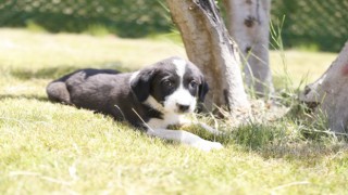 ÖZLEM ÇERÇİOĞLU’NDAN AYDIN’A MODERN BİR EVCİL HAYVAN BAKIM VE REHABİLİTASYON MERKEZİ