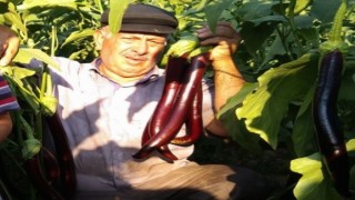 Zeytin ağacından düşen çiftçi aylar süren yaşam mücadelesini kaybetti