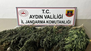 85 kök kenevir ele geçirildi