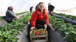 Son yıllarda altın yıllarını yaşayan çilek üreticisi tarlaya erken indi