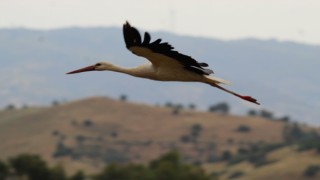 Bulgaristan’dan Kuşadası’na gelen yaralı leylek tedavi edilip, doğaya salındı
