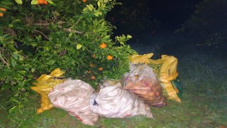 Bahçeden 350 kilo portakal çalarken yakayı ele verdi 