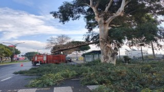 Sultanhisar'da belediye ekiplerinden yol ve ağaç budama çalışması