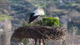 Avşar'ın ilk leyleği geldi