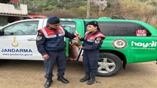 Aydın’da Kızıl Şahin yaralı halde bulundu