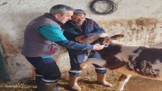 Aydın’da şap hastalığı ile mücadele aralıksız sürüyor