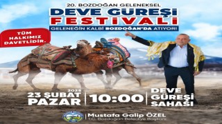 Bozdoğan’da 20. Geleneksel Deve Güreşleri Festivali İçin Geri Sayım Başladı!