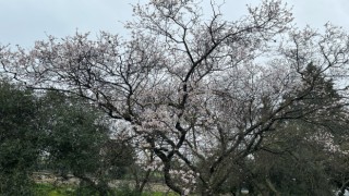 Doğuda kar Aydın’da bahar