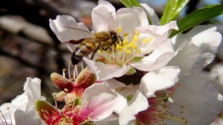 İlk cemre havaya düşüyor