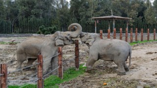 Türkiye’de doğan ilk fil İzmir 14 yaşında