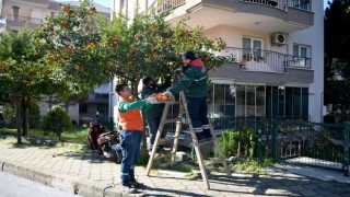 Turuncun en tatlı yolculuğu başladı